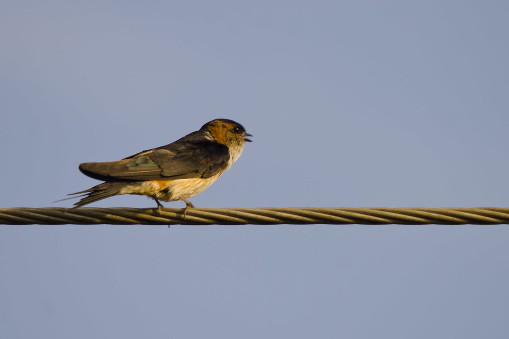 A red-rumped swallow perches on a wire against a clear blue sky.