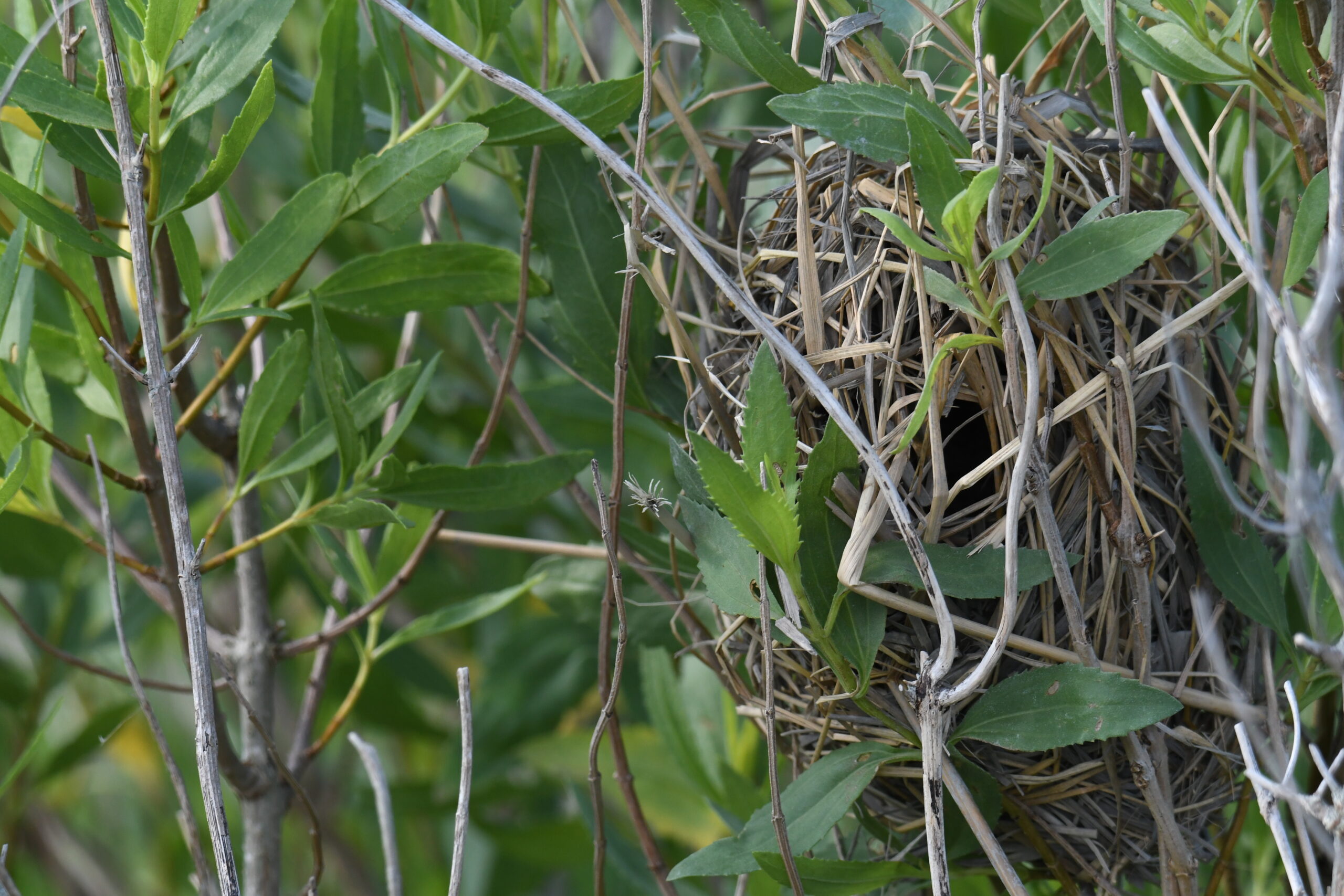 A Marsh Wren's nest is nestled within dense vegetation.