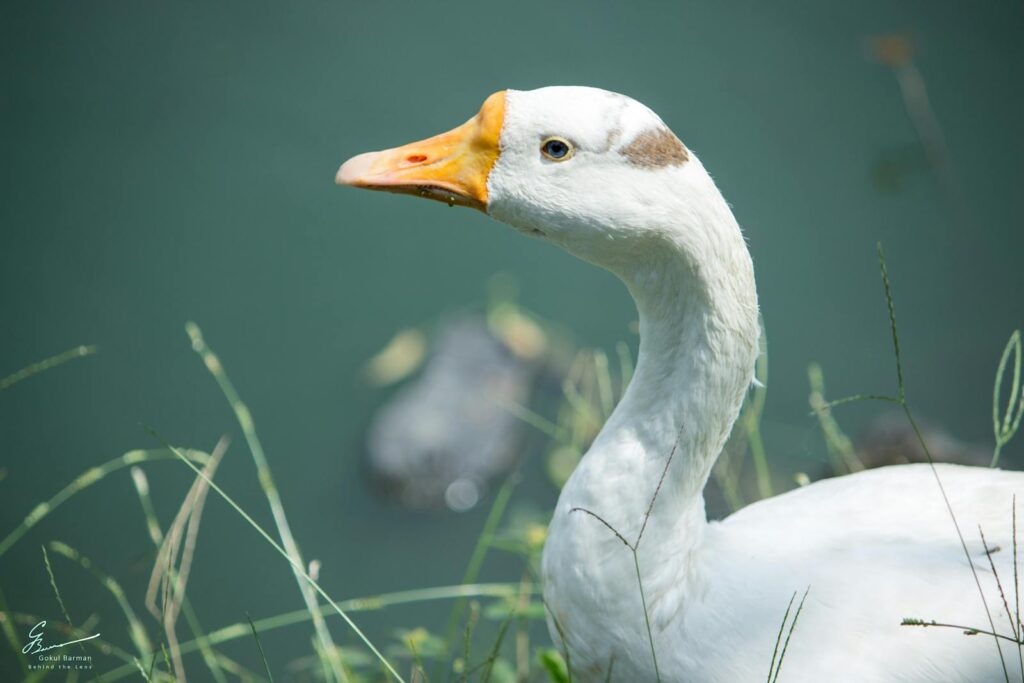 Elegant close-up of a white goose by a lakeside in Khanamukh, India, showcasing nature's beauty.