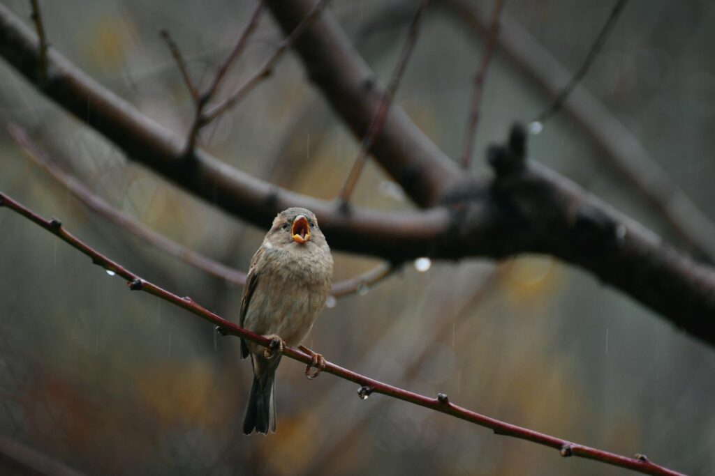 A House Sparrow chirps from a wet branch.