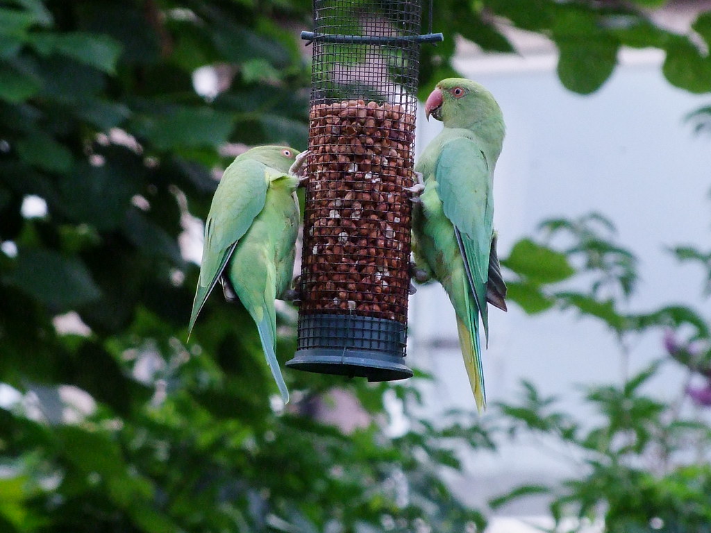 Two rose-ringed parakeets feed on seeds from a bird feeder.