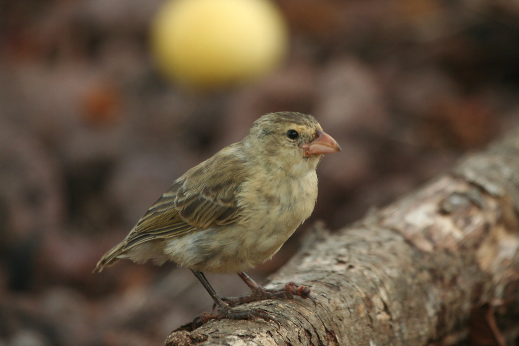 A small tree finch perches on a textured branch.