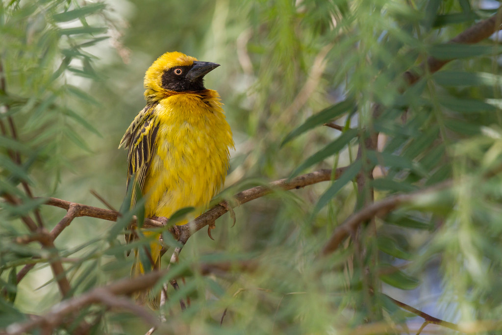 A vibrant yellow Southern masked weaver perches on a branch.
