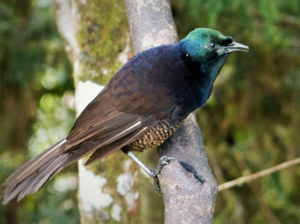 A Stephanie's astrapia with iridescent green head feathers perches on a mossy branch.