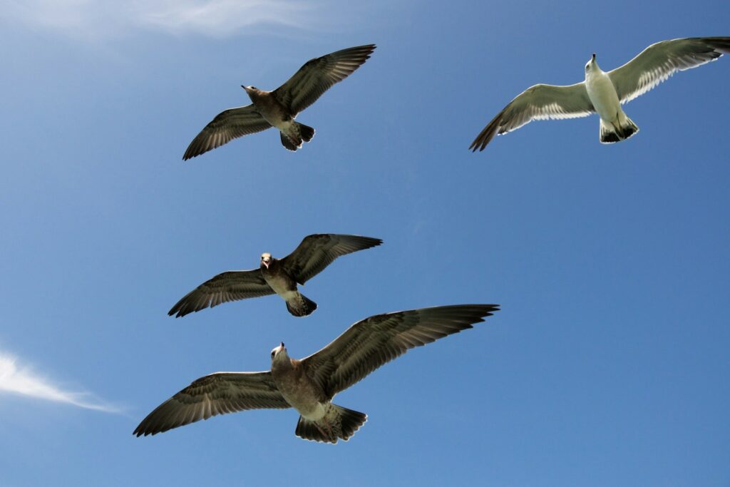 Four gulls, a mix of juvenile and adult plumage, soar against a clear, vibrant blue sky.