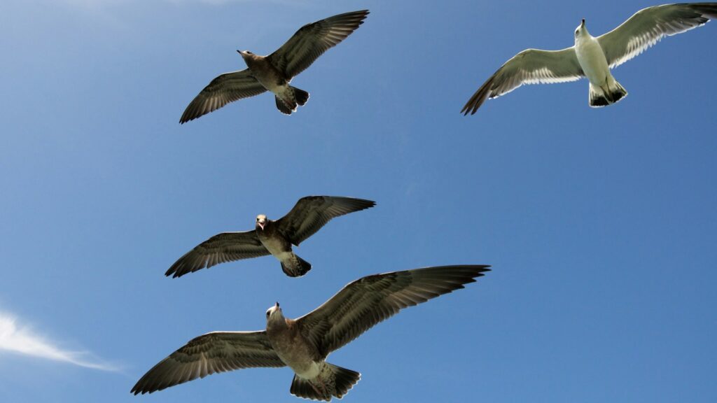 Four gulls, a mix of juvenile and adult plumage, soar against a clear, vibrant blue sky.