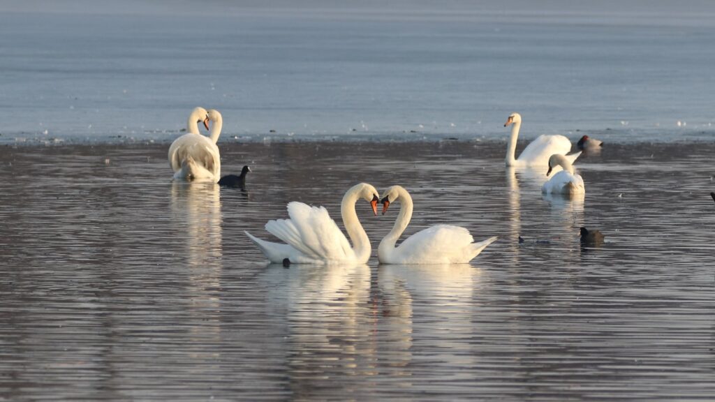 Two Mute Swans curve their necks into a heart shape on the water, with more swans in the background.