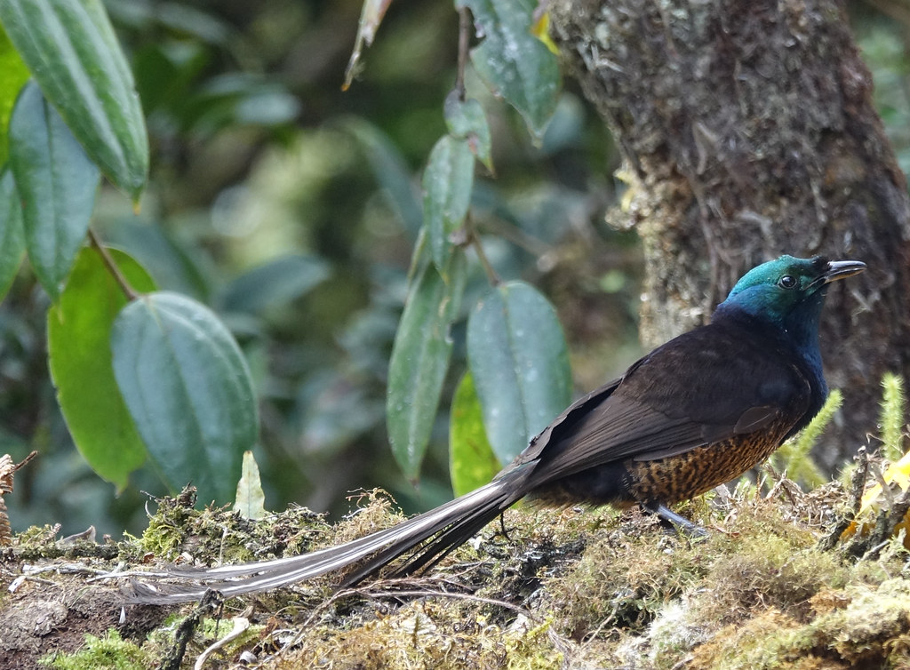 A male ribbon-tailed astrapia with incredibly long white tail feathers perches on moss.