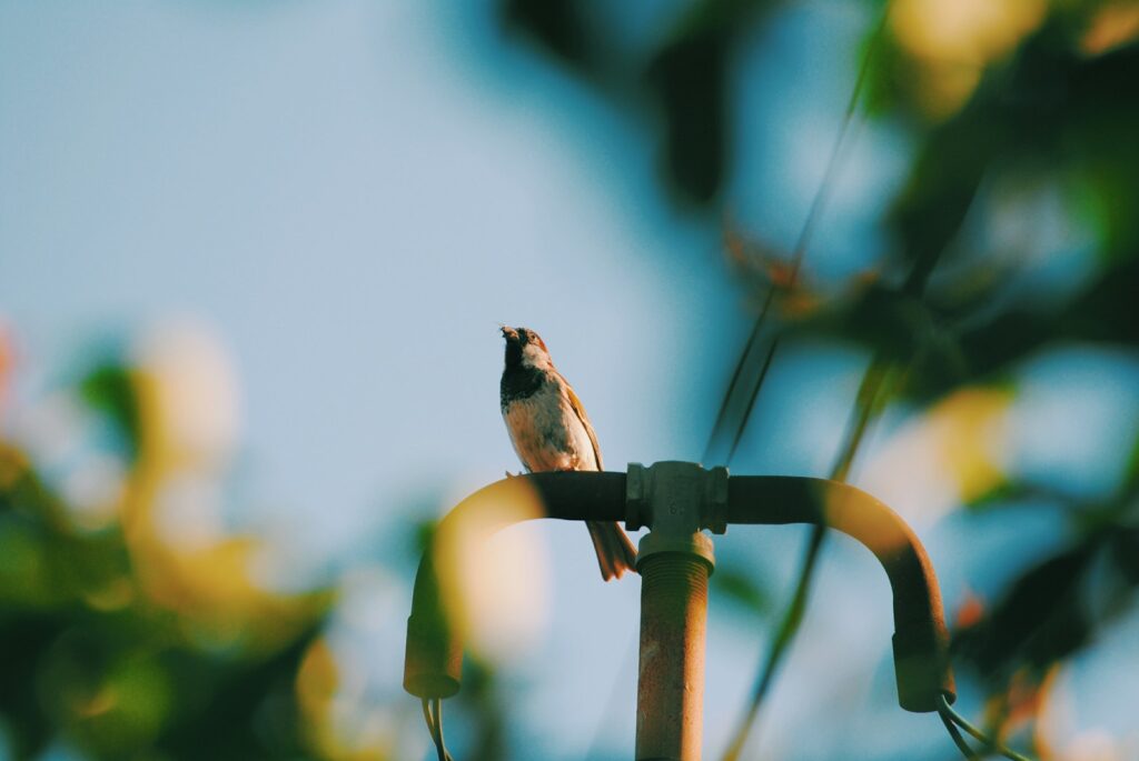 Eurasian tree sparrow perched on a metal pipe.