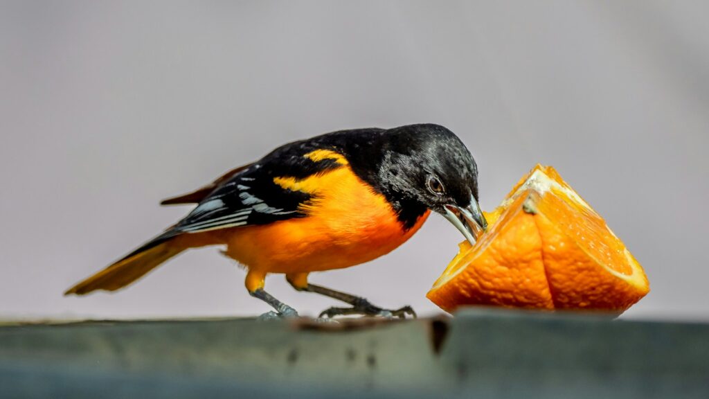 A vibrant Baltimore oriole with black head and back, and bright orange underparts, pecks at a juicy orange slice.