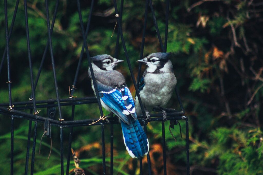 Two Blue jays perch on a black metal structure against a blurred green background.