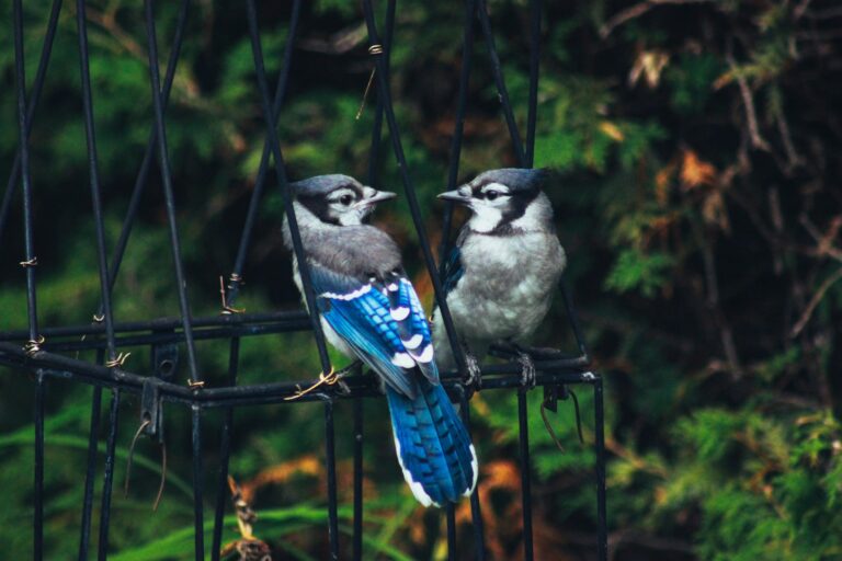 Two Blue jays with vibrant blue and white feathers perch on a black feeder.