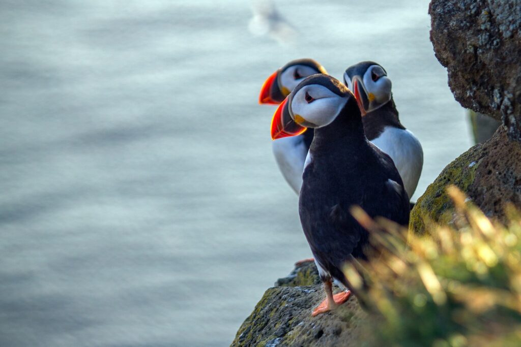 Three Atlantic Puffins stand on a rocky cliff.