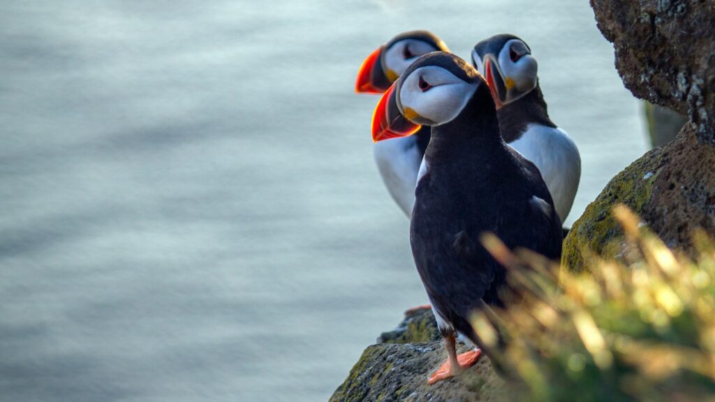 Three Atlantic Puffins stand on a rocky cliff.