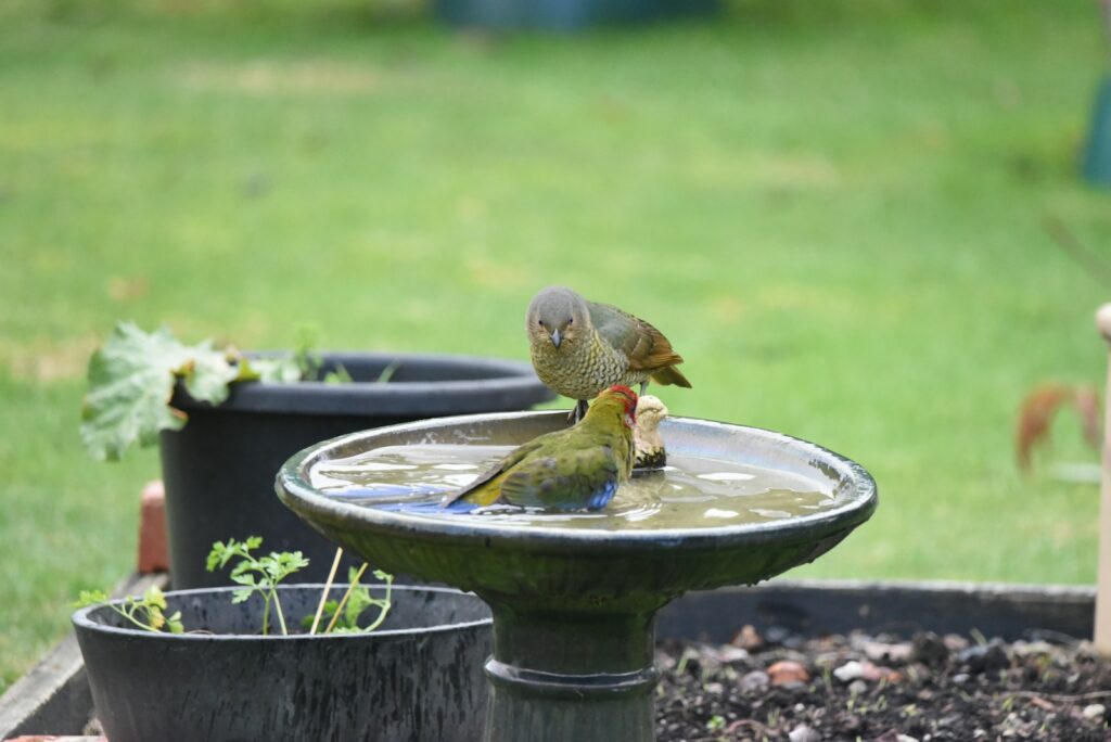 A couple of birds sitting on top of a bird bath.