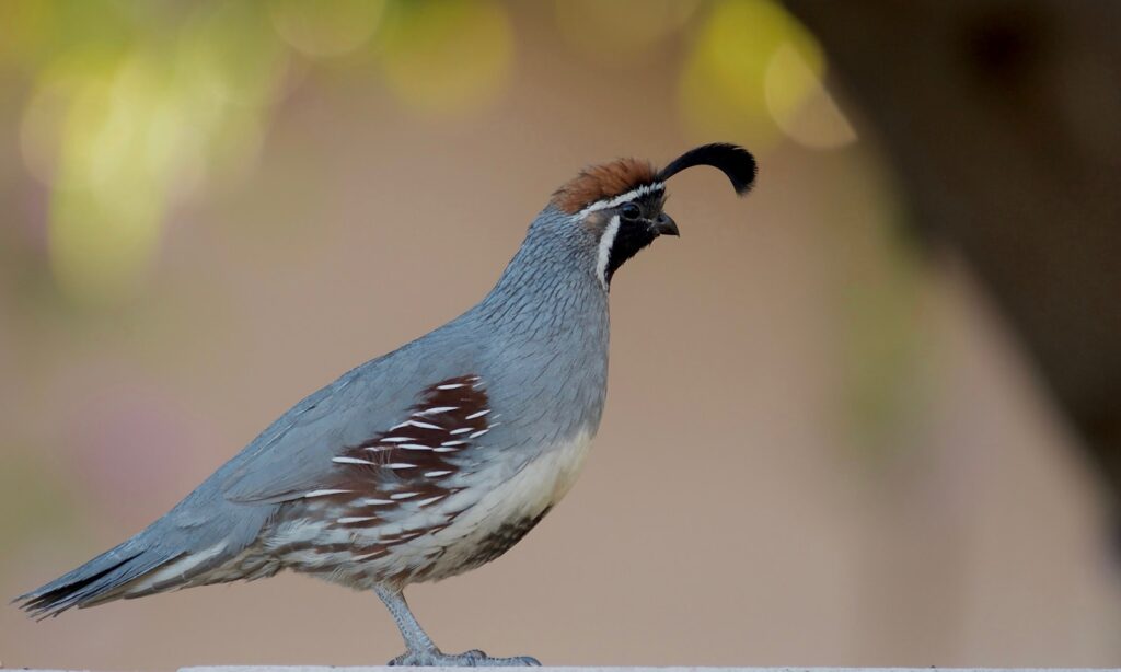 A Gambel's Quail with a distinctive plume stands alert.