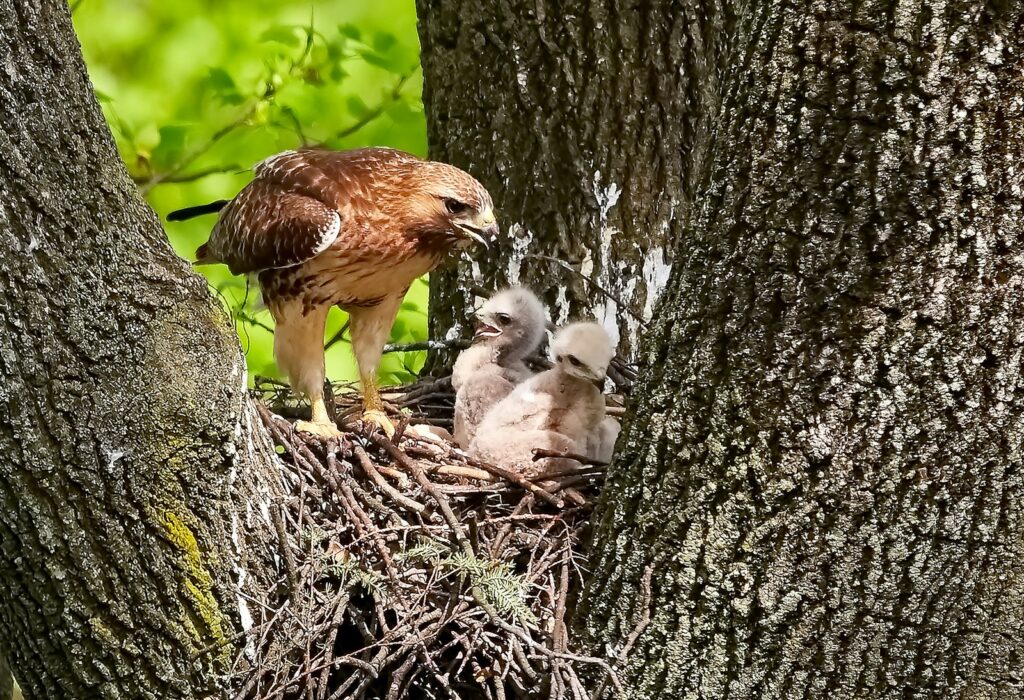 A red-shouldered hawk stands over its nest with two fluffy chicks nestled within the branches of a tree.