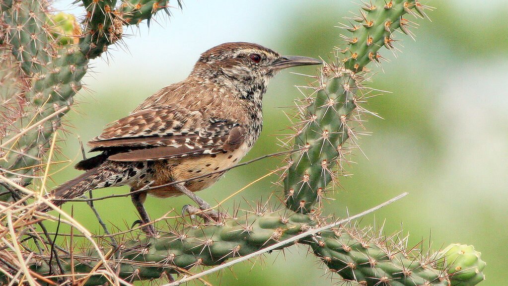 A cactus wren perches on a spiky cactus branch.