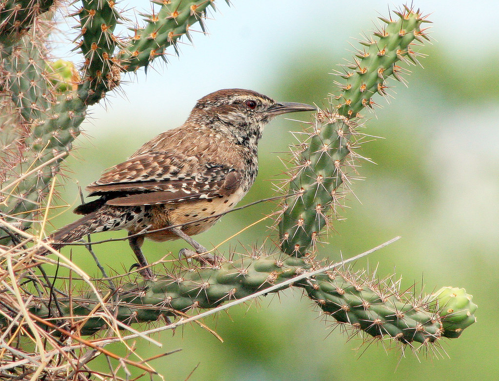 A cactus wren perches on a spiky cactus branch.