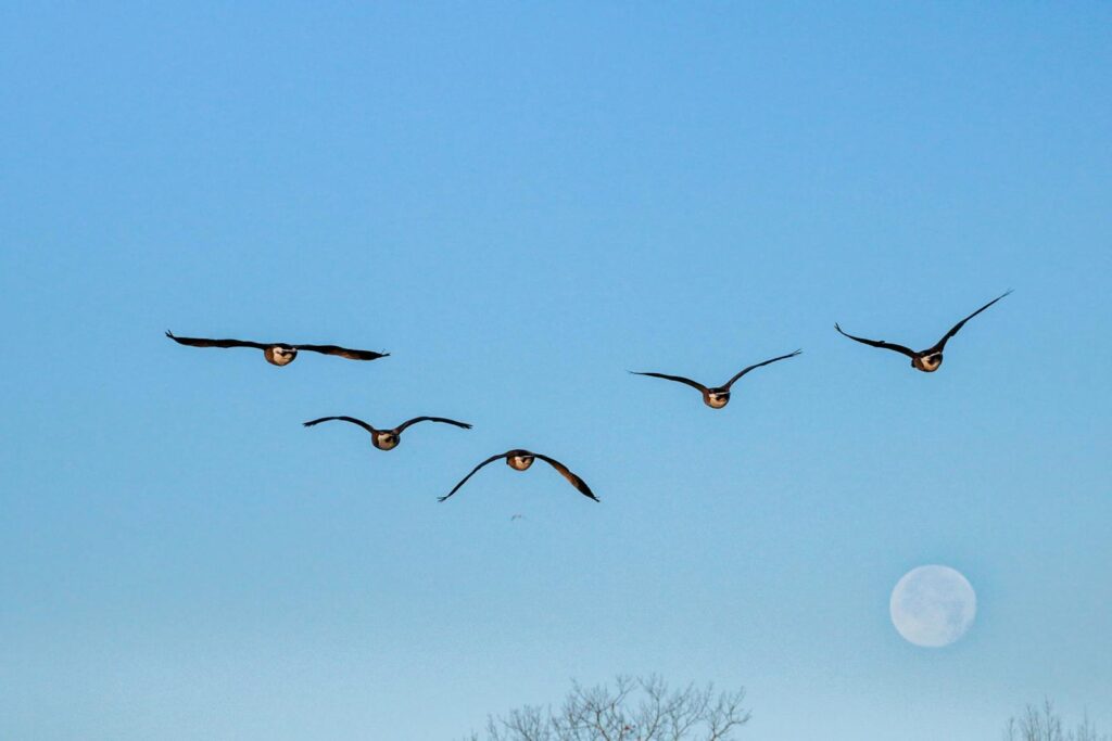 Geese soar in a V-formation under the blue sky, with a visible moon enhancing the scene.