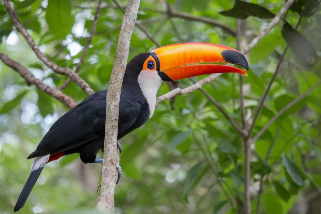 A Toco Toucan perches on a branch.