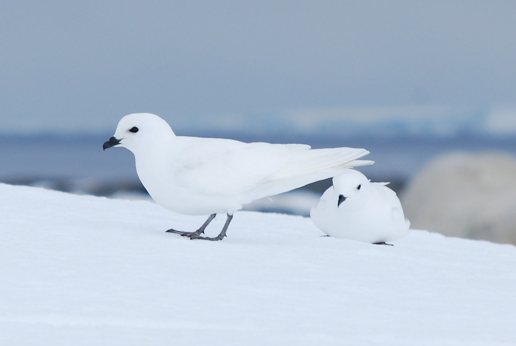 Two snow petrels stand on a snowy surface.
