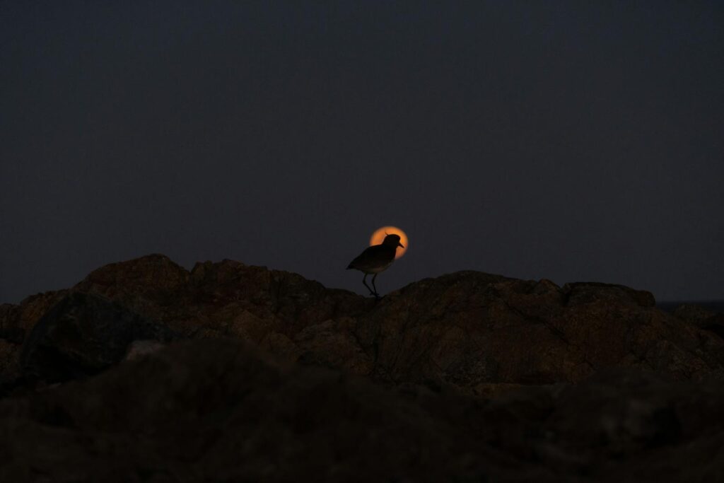 A captivating silhouette of a bird on rocks with the moon in the background.