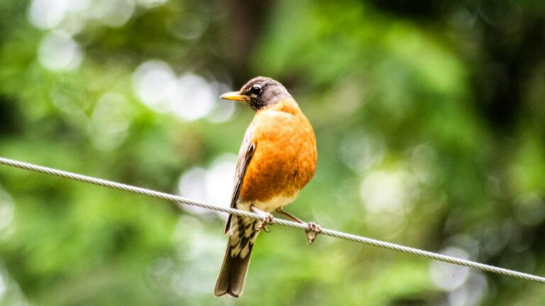 Close-up of an American Robin perched on a wire with a blurred green background.
