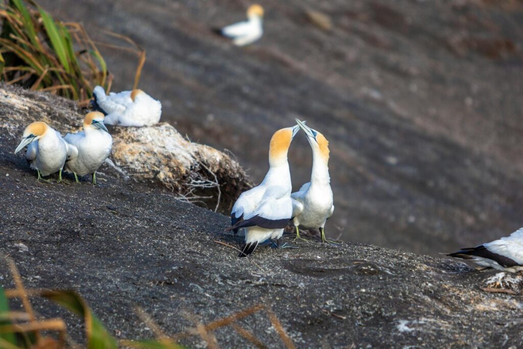 Two gannets face each other with their beaks touching on a rocky surface.