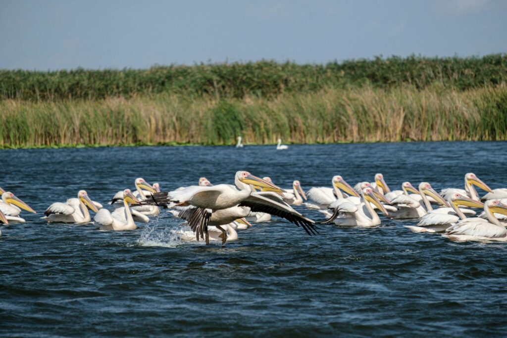 A flock of great white pelicans flying over water.