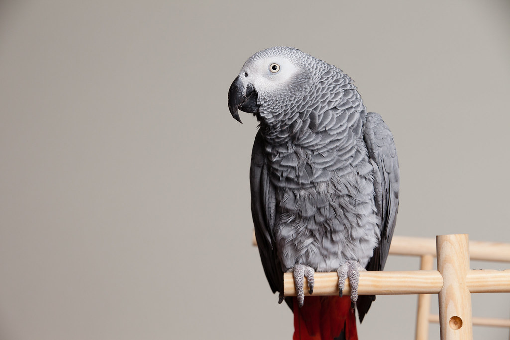 An African grey parrot with grey feathers and a red tail perches on a wooden stand.