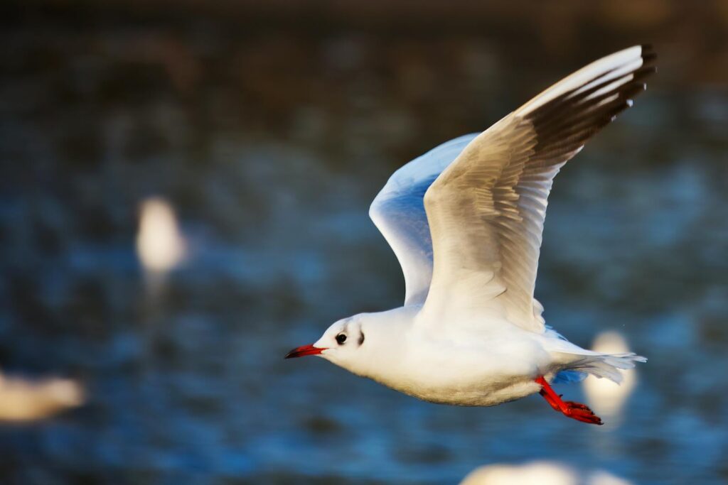 Close-up of a seagull in flight, showcasing white feathers and red beak.