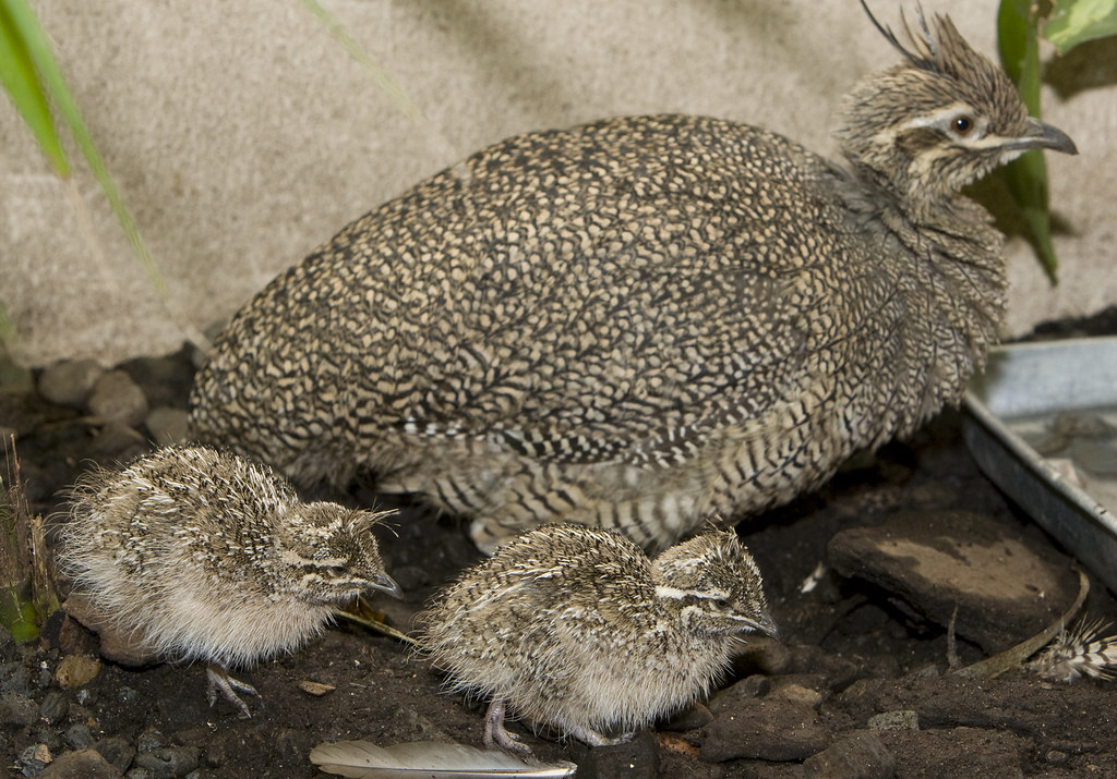 A tinamou hen stands with two fluffy chicks.