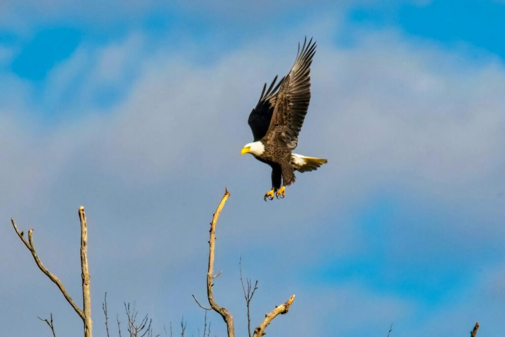 Majestic bald eagle soaring above barren branches in a clear blue sky.