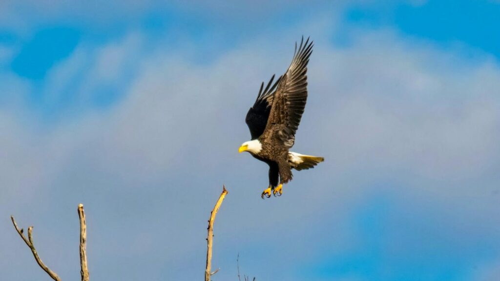 Majestic bald eagle soaring above barren branches in a clear blue sky.