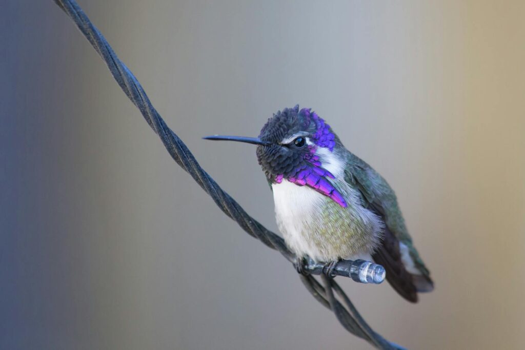A vibrant hummingbird perched on a wire, showcasing its colorful feathers.