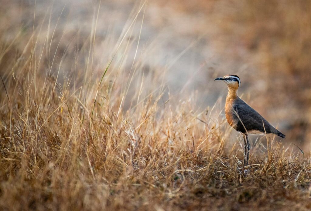 Sociable Lapwing (Vanellus gregarius) standing in tall grass, highlighting conservation needs.
