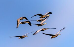 A flock of wild bar-headed geese with spread wings hovering over a clear blue sky.