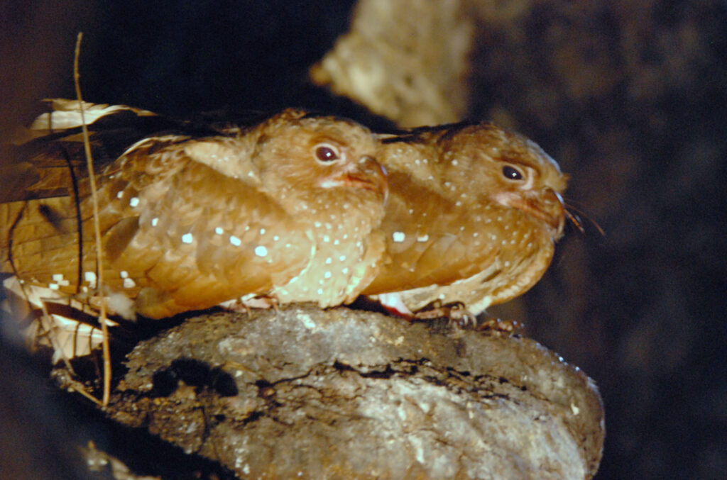 Two oilbirds with light brown plumage and white spots huddle together on a dark surface.
