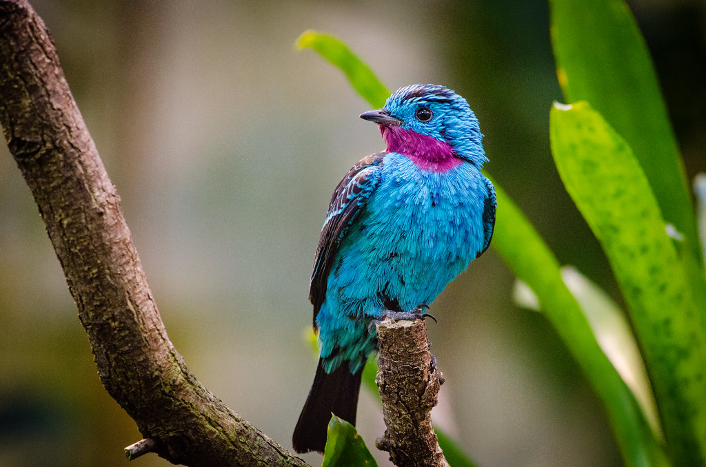 A vibrant Spangled Cotinga perches on a branch.
