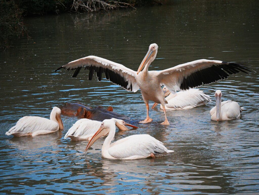 A group of white pelicans wading and swimming with a hippo in a peaceful water setting.