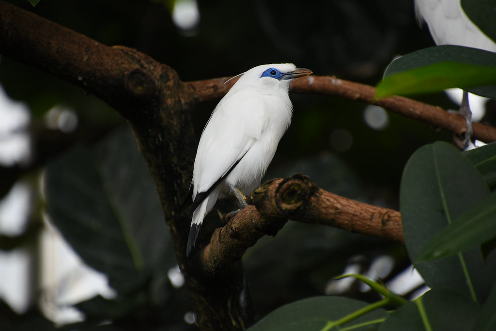 A Bali myna with white plumage and blue eye skin perches on a branch surrounded by dark green leaves.