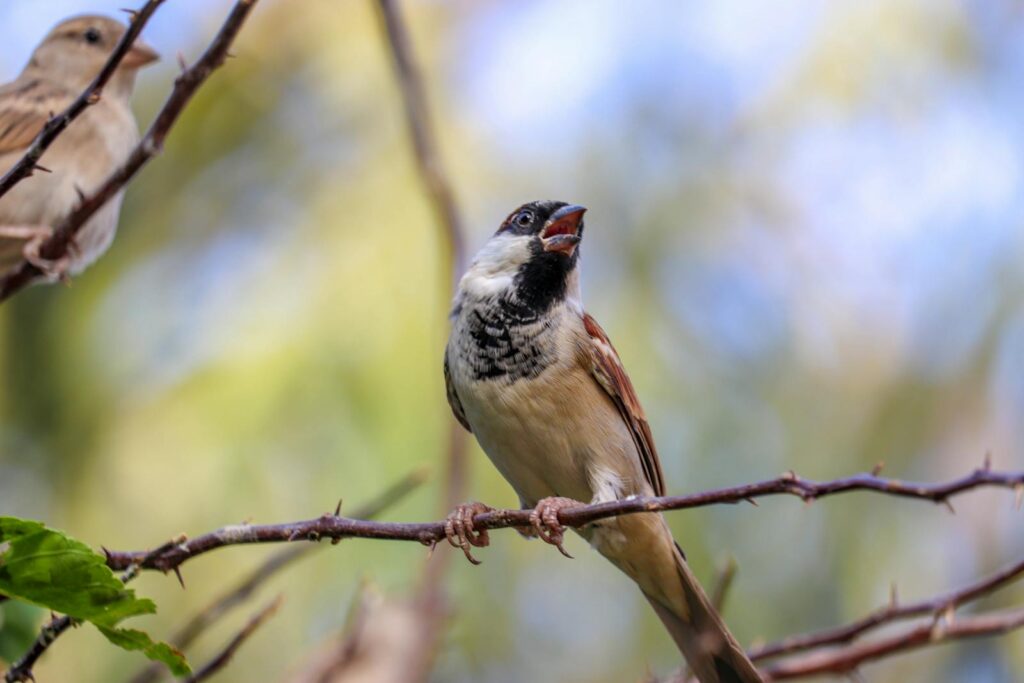 A Sind sparrow with a black bib and grey crown sings on a thorny branch.