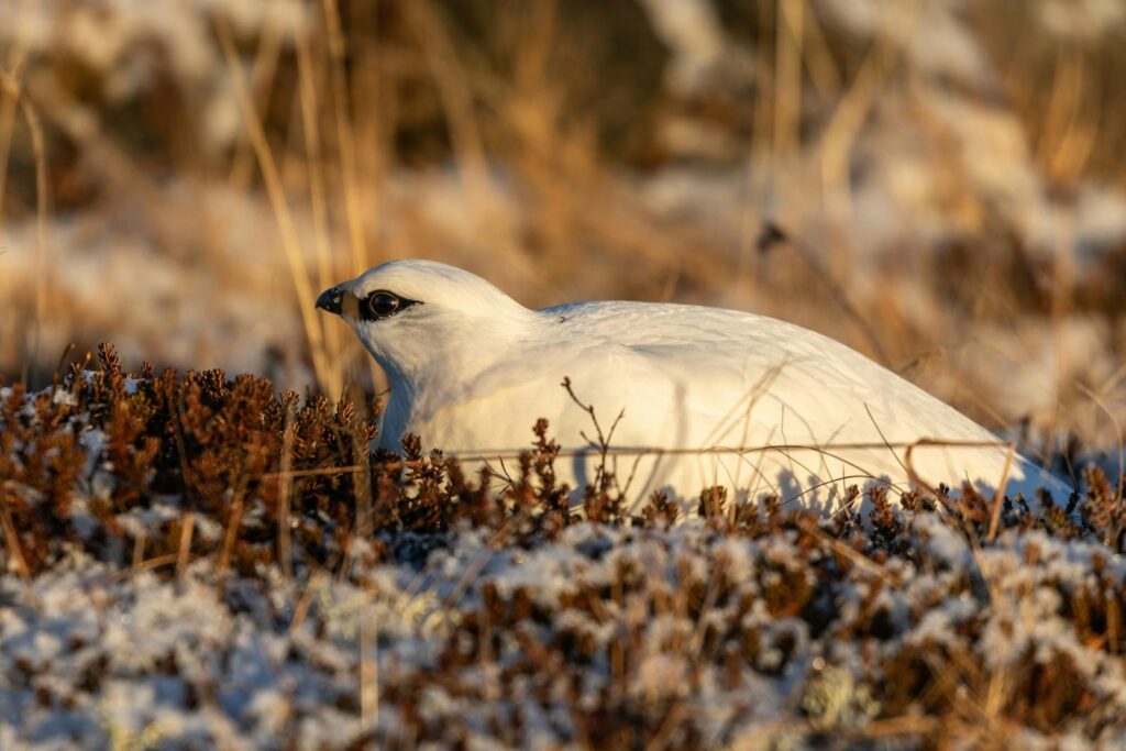 White Rock Ptarmigan camouflaged in Iceland's snowy winter landscape.