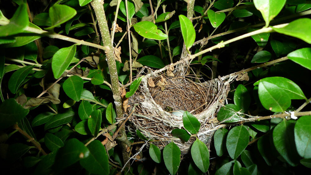 A small, cup-shaped cardinal's nest with eggs is nestled within the green leaves of a bush.