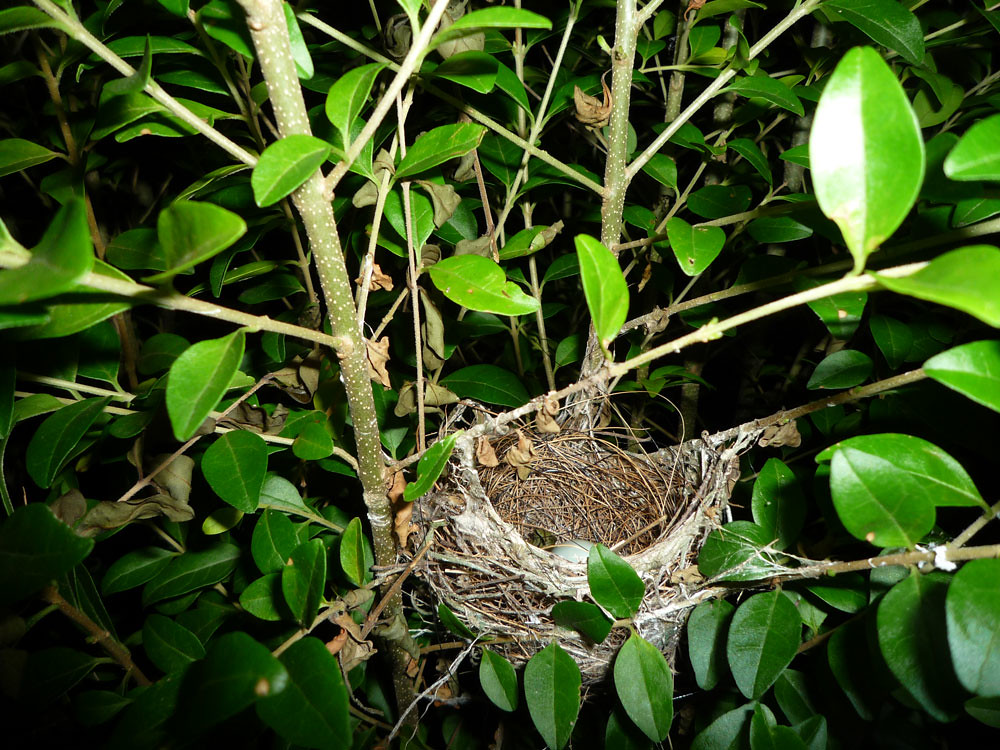A small, cup-shaped cardinal's nest with eggs is nestled within the green leaves of a bush.