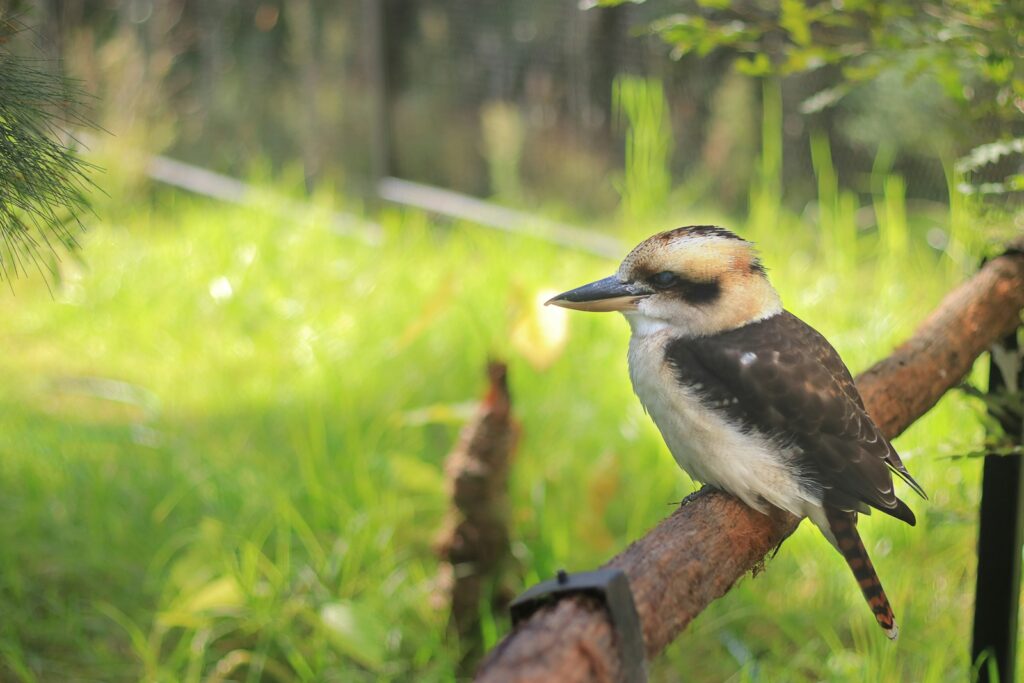 A laughing kookaburra with its eyes closed perches on a thick, horizontal branch.