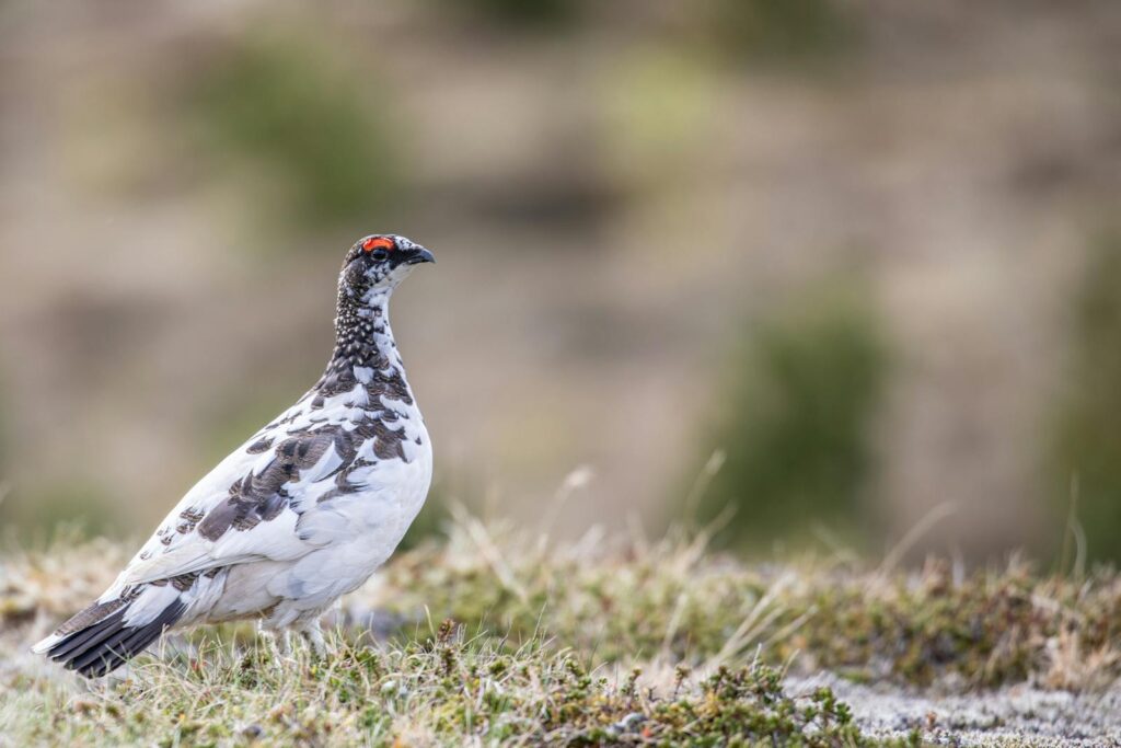 Close-up of a Rock Ptarmigan on Icelandic terrain, showcasing its natural habitat.