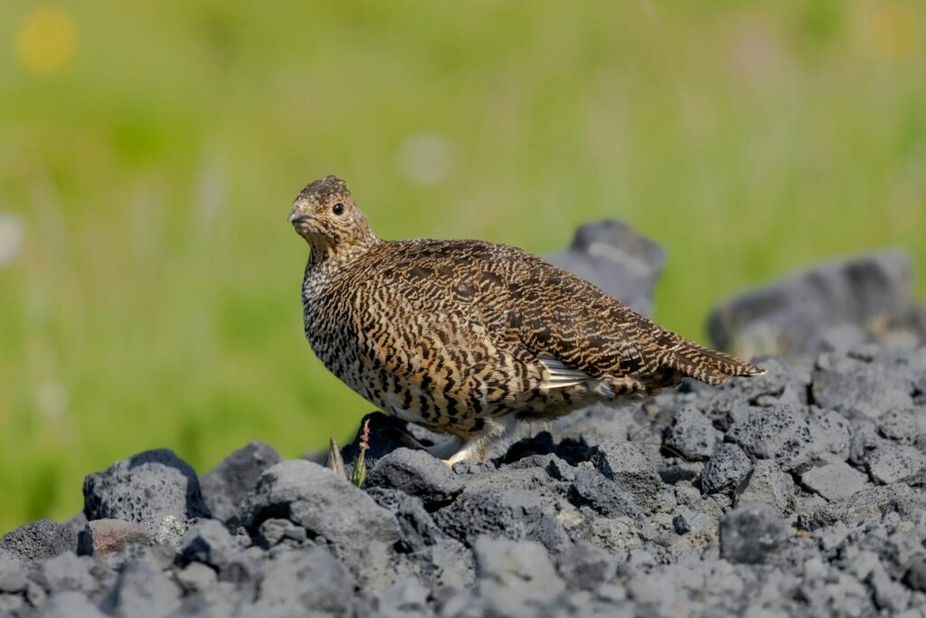 Rock ptarmigan on rugged terrain in Iceland with vibrant summer backdrop.