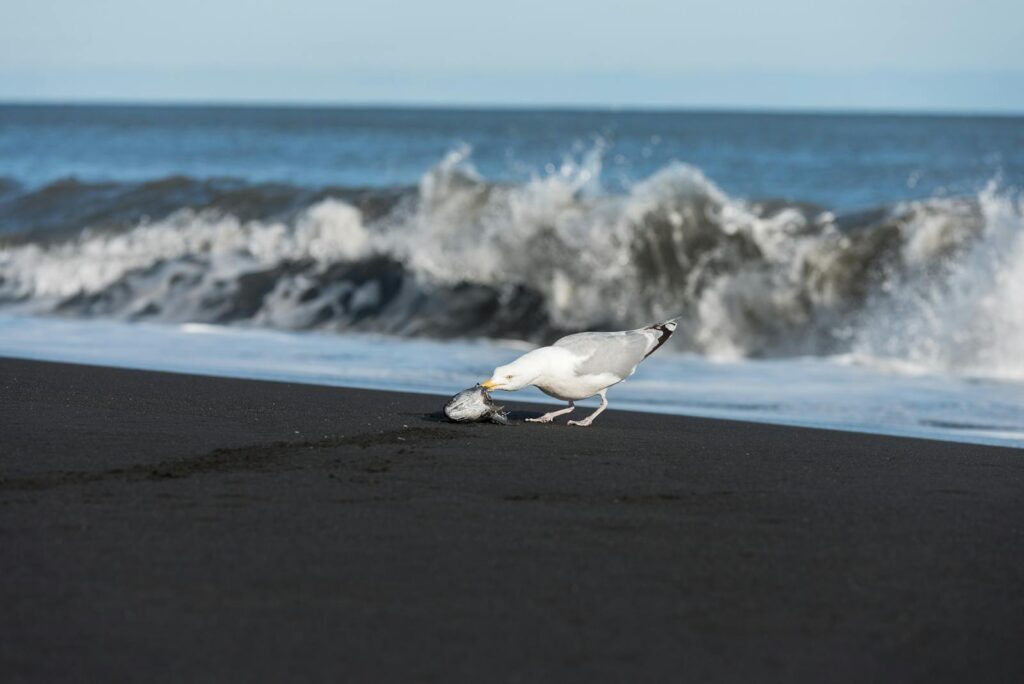 Seagull feeding on fish at a black sand beach in Iceland, with waves in the background.